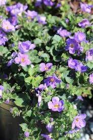 Image result for Sutera debilis