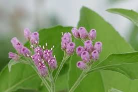 Image result for Pluchea