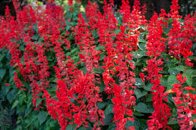 How to Grow and Care for Red Salvia