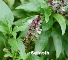 Tumbuhan 4.1 memahami ciri tumbuhan 3.1.1 mengenal pasti ciri tumbuhan iaitu; Anim Agro Technology Pokok Selasih Cara Menanam