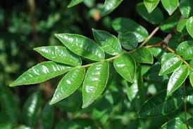 Image result for Zanthoxylum sp. A