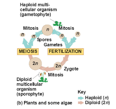 We did not find results for: When And Where Do Mitosis And Meiosis Occur During Chegg Com