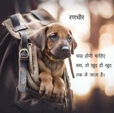 Randhir Zala Dog Portraits Cute Dogs Dog Cat