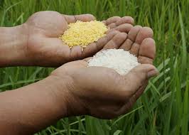 But from the onset, the study was filled with controversy. Golden Rice Inventor Ingo Potrykus Greenpeace And Others Wicked For Opposition