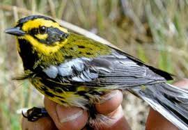 Birds Hitting Windows Kills A Billion Birds In North America Wild Bird Scoop Wild Birds Backyard Birds Birds