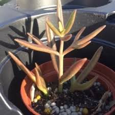 Tiny Little Baby Elk Antlers Elk Antlers Plant Database Lowes Plants