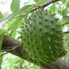 Pin On Frutas Tropicales
