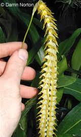 Image result for Habenaria laurentii