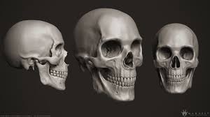3d Human Skull By Madefun3d Super High Quality Sculpture Of Human Skull With Cervical Vertebras Includes Det Human Skull Anatomy Real Human Skull Human Skull