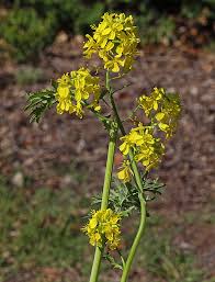 Image result for Brassica