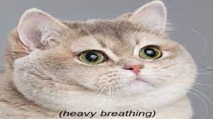 Check spelling or type a new query. 10 Minutes Of Heavy Breathing Cat Youtube