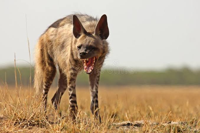 201 Hyena India Stock Photos - Free & Royalty-Free Stock Photos from Dreamstime