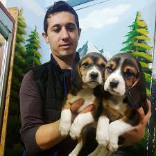 Satilik Beagle Yavrulari Home Facebook