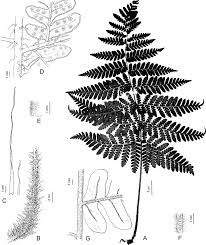 Image result for Megalastrum