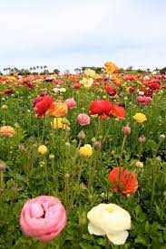 Ranunculus Up Close Carlsbad Flower Fields Ca Ranunculus Flower Field Carlsbad Flower Fields Ranunculus Flowers