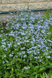 Forget Me Not Myosotis Sylvatica At Schaefer Greenhouses Plants Shade Flowers Garden Center