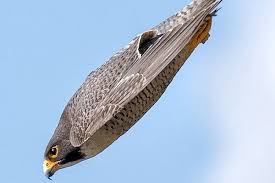 Oh iya, konon katanya tubuh garuda besar sekali sampai bisa menutupi cahaya matahari yang menyinari bumi. Peregrine Falcon Burung Tercepat Di Dunia