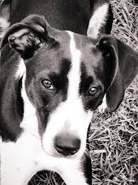 Another short haired dog breed, the american staffordshire terrier is a suitable choice for allergy sufferers. Pin By Lori Haws On Cute Animals Cute Dogs Breeds Border Collie Dog Foto