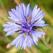 Scopri tutta la loro simbologia! Nome Dei Fiori Di Campo Foto Descrizione Fiori Di Campo Blu E Gialli Natura 2021