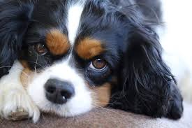It is enthusiastic and lively, without being happy and loud. Cavalier King Charles Spaniel Grooming A Guide With Haircut Pictures