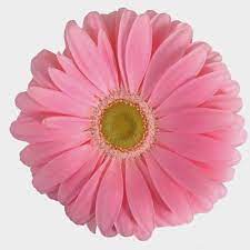 We did not find results for: Gerbera Daisy Pink Wholesale Blooms By The Box