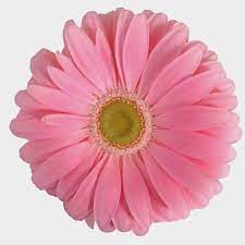 Make sure your vase is thoroughly cleaned prior to adding your. Gerbera Daisy Pink Wholesale Blooms By The Box