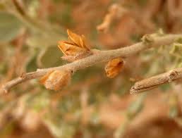 Image result for Seddera