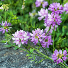 Image result for Securigera  varia