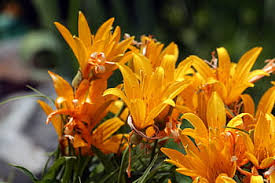 A lot of orange flowers. Page 2 Royalty Free Flower Plant Lot Photos Free Download Pxfuel