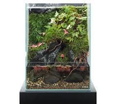 Enjoy Dooa Enjoying Small Begonia Species As An Expression Of Scattered Maple Leaves News Dooa