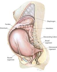 Image result for uterus