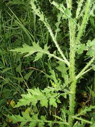 Image result for Helichrysopsis septentrionalis