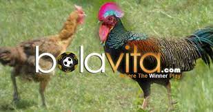 Persilangan Antara Ayam Bangkok Dn Ayam Hutan Bangkok Beternak Ayam