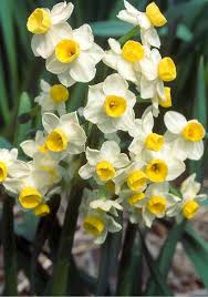 Heirloom Spring Planted Bulbs Daffodil Bulbs Daffodils Narcissus Flower