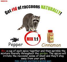 How to get rid of raccoons in garden. How To Get Rid Of Raccoons Arxiusarquitectura