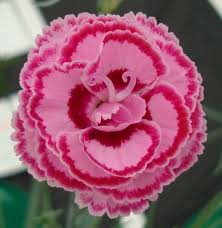 Texas a&m college of agrculture and life sciences. Linfield Doreen Ashmore 2007 Beautiful Flowers Pretty Flowers Carnations
