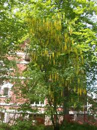 Перевод слова as, американское и британское произношение, транскрипция, словосочетания, примеры использования. Laburnum Alpinum Alpegullregn Scotch Laburnum Norwegian University Of Life Sciences Nmbu As Norway