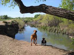Jun 16, 2021 · colorado comeback: Wikiloc Picture Of Cherry Creek State Park Off Leash Area 1 3