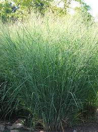Image result for Panicum pilgeri