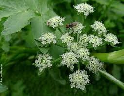 Image result for Berula erecta