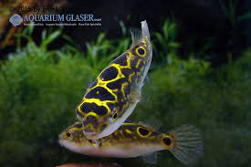 The latter attains a maximum length of about 8 cm and is a brackish water species. Dichotomyctere Ocellatus Palembang Kugelfisch My Fish Aus Freude An Der Aquaristik
