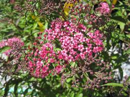 Image result for Spiraea bumalda
