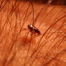 If you sit on the ground, make sure your arms. Sand Flea Disease Is Neglected What Needs To Be Done