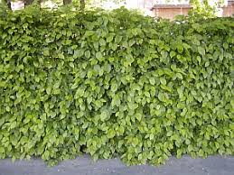 Image result for Živý plot z habru