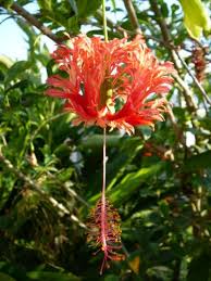 Image result for Hibiscus schizopetalus