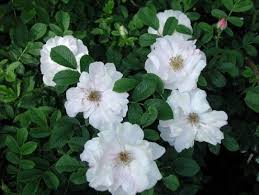 Henry Hudson Rose Shrub Roses Henry Hudson Planting Roses