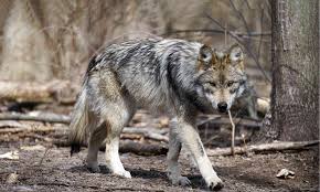 Each unsplash image was carefully curated and shot by a dedicated, skilled professional. Mexican Gray Wolf Defenders Of Wildlife