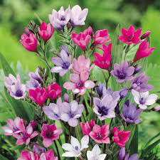 Image result for Babiana