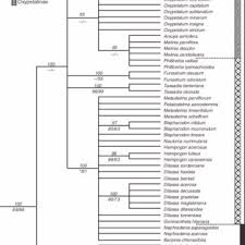 Image result for Stathmostelma gigantiflorum