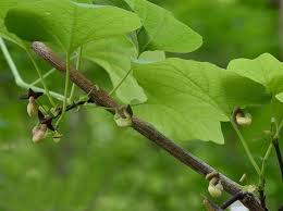 Image result for Rothmannia macrosiphon